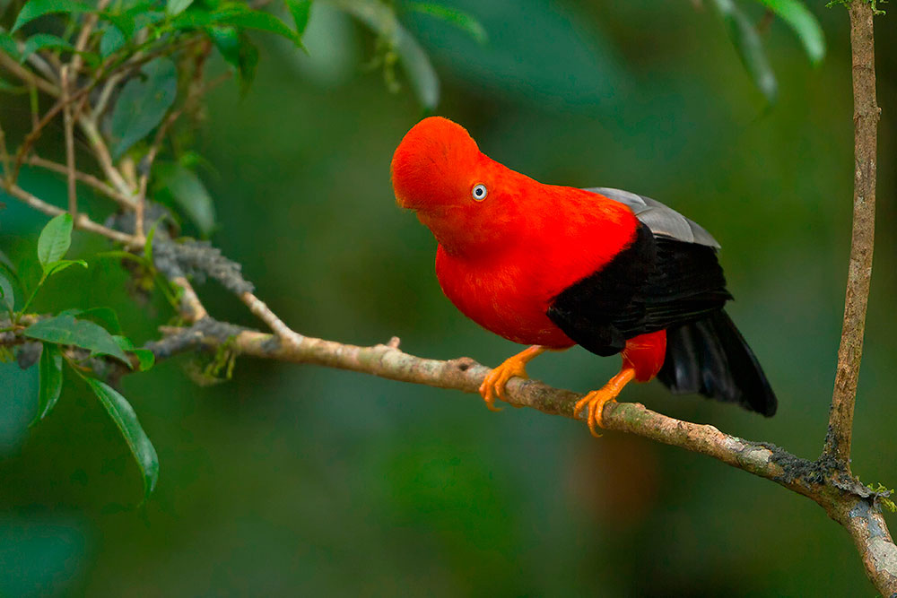 Western And Central Andes Colombian Endemics Birding Tour