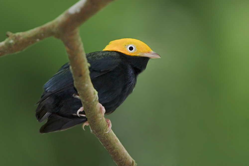 North Amazonia and Orinoco basin Birding Tour
