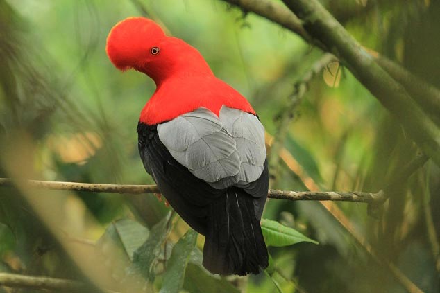 Birdwatching Tours Colombia