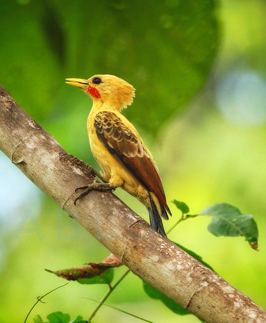 Birdwatching Tours Colombia