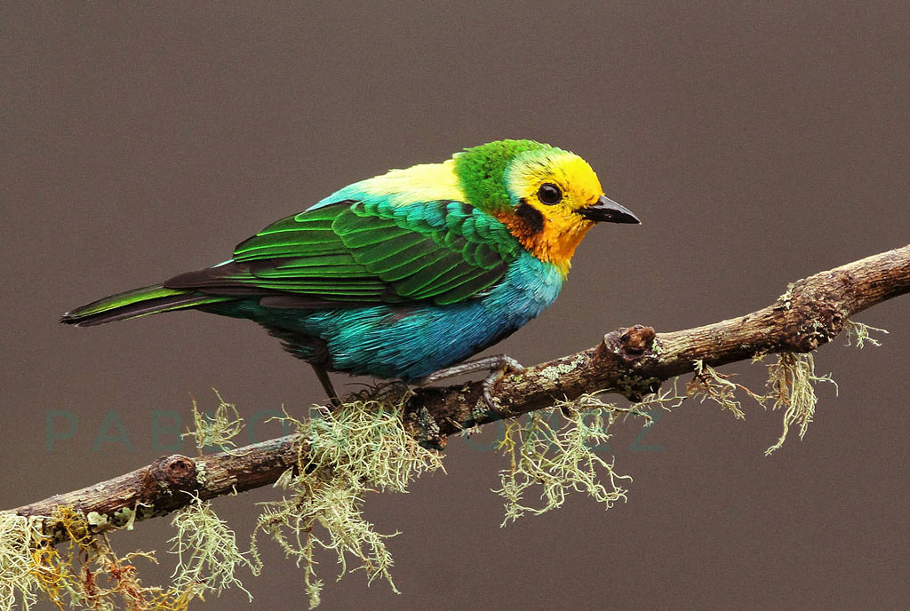 The Multicolored Tanager – Birdwatching tours Colombia