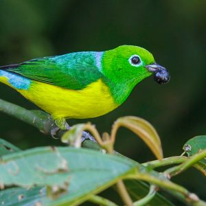 Birdwatching guide to visit Colombia for the first time 