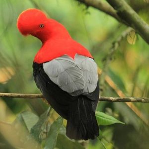 Exploring Colombia’s Endemic Species: Birdwatching Tours in Colombia