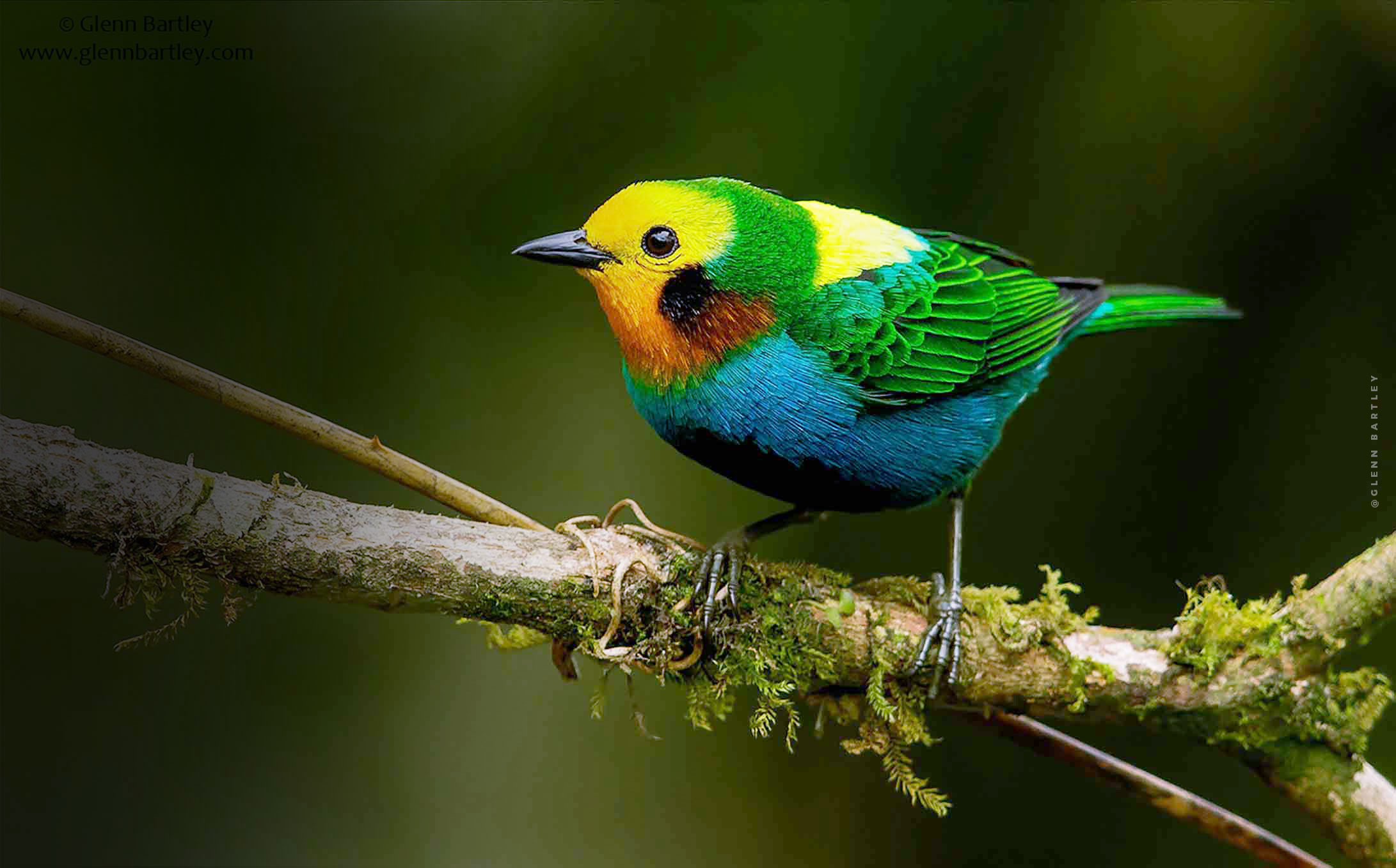 News - Birdwatching Tours Colombia - Multicolor Birding Colombia.