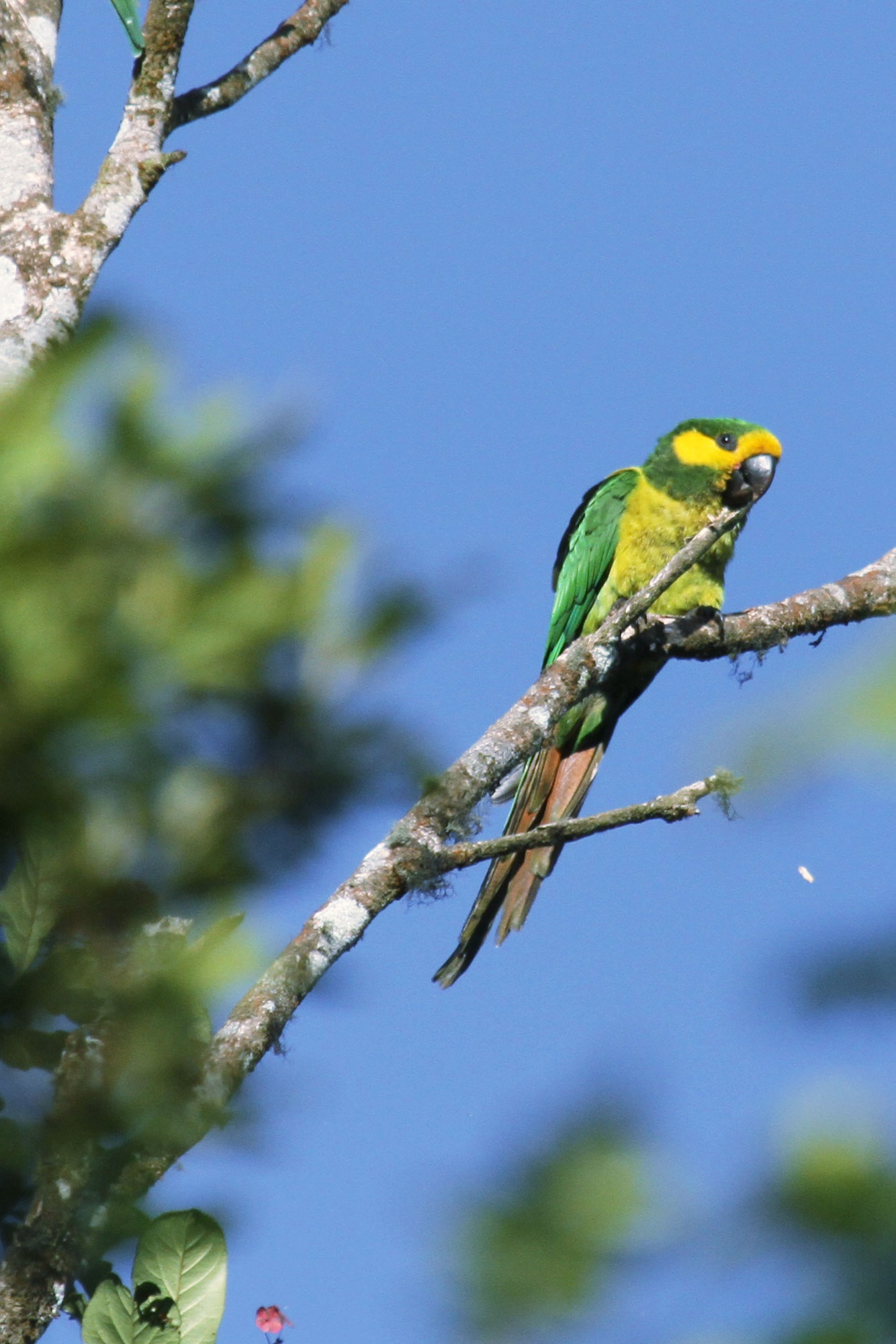 Yellow Eared Parrot