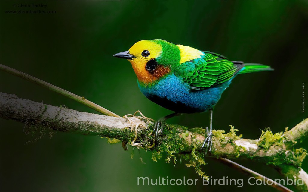 Multicolored-Tanager - Photo by Glenn Blartley